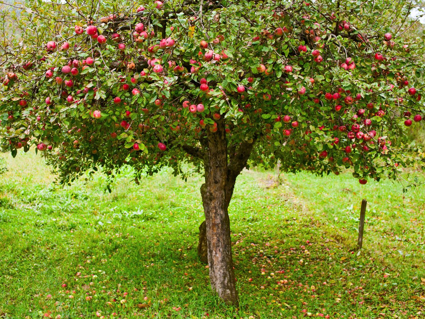 Apple tree. Дерево яблони Жарден. Яблоня штамбовая Уралец. Яблоня плодовая дерево. Яблоня раскидистая.