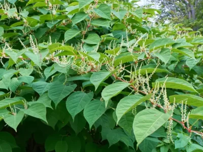 How to Identify and Remove Japanese Knotweed