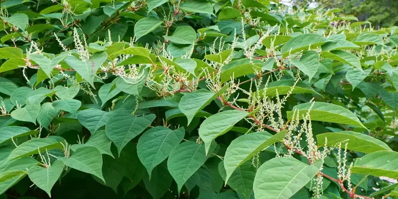 How to Identify and Remove Japanese Knotweed