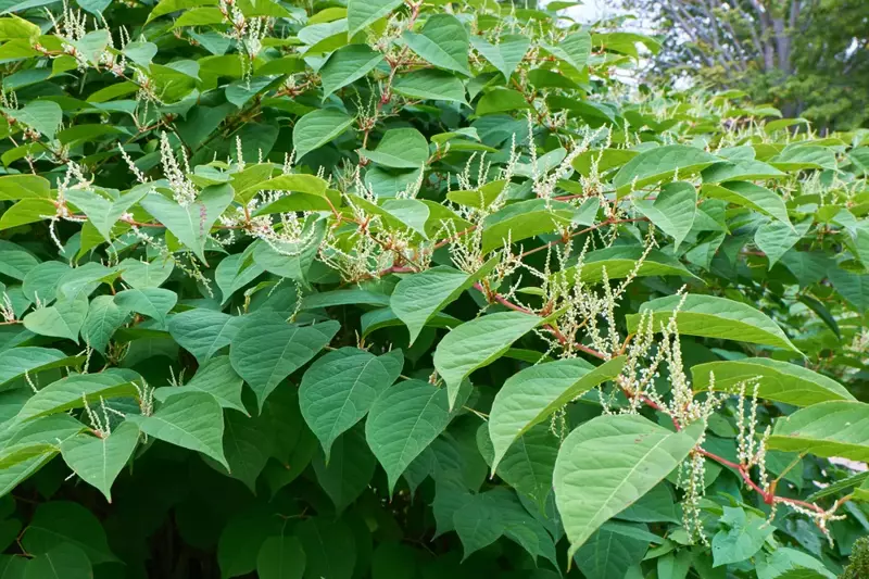 How to Identify and Remove Japanese Knotweed